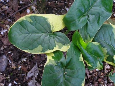 Arum maculatum 'Lady of Devon'